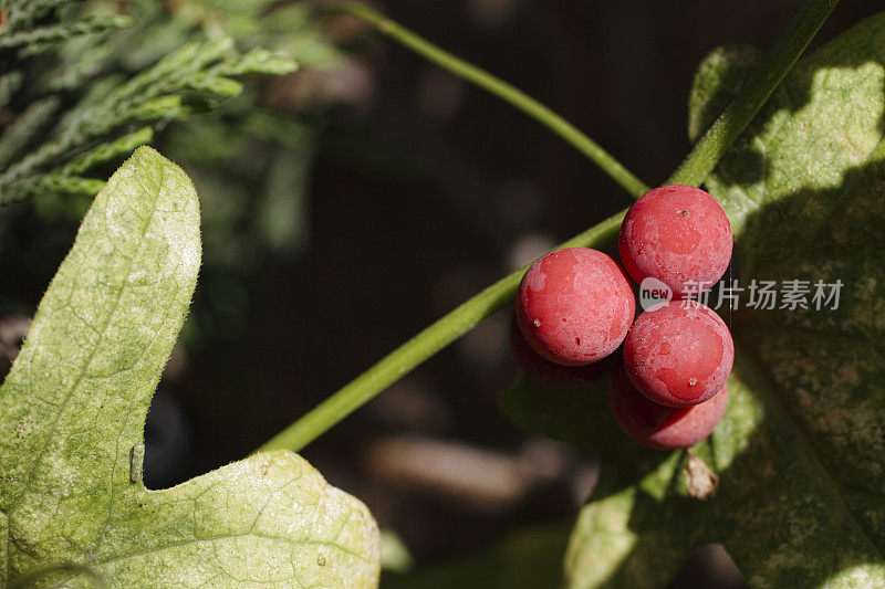 白色bryony Bryonia dioica成熟红色浆果